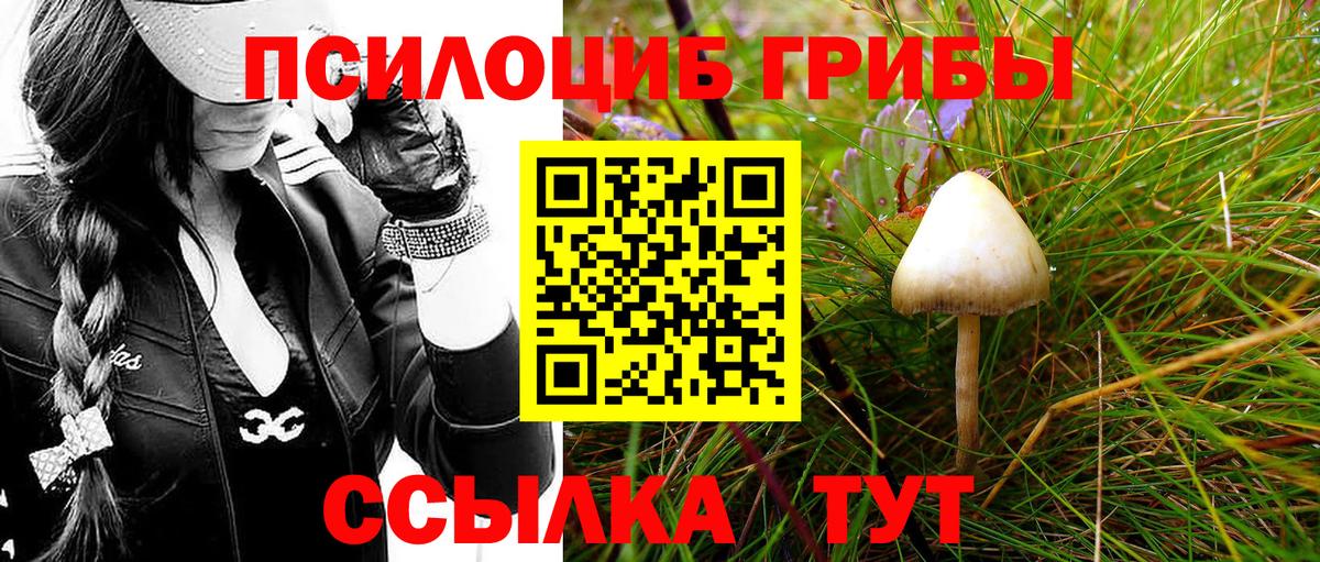 Павловский Посад  Галлюциногенные грибы Cubensis  Вход с VPN 